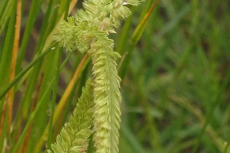 Гребенник обыкновенный