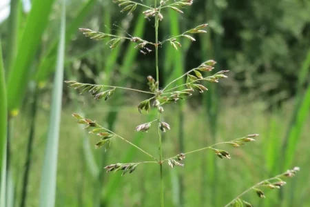 Мятлик обыкновенный