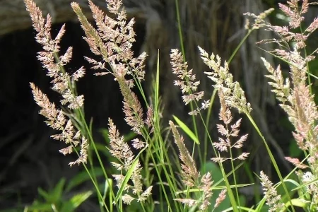 Мятлик луговой