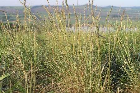 Овсяница бороздчатая