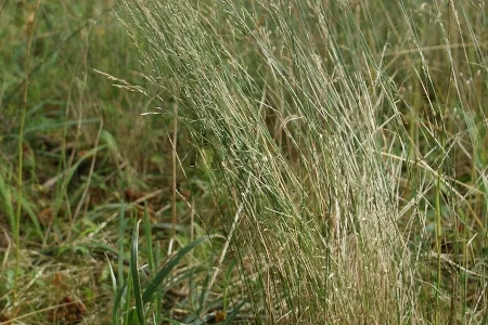 Мятлик лесной