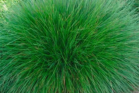 Овсяница овечья