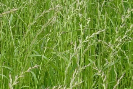Райграс (Плевел) многолетний
